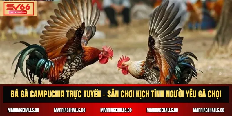 Fv88 - Một trang web bóng đá hấp dẫn - Fv88