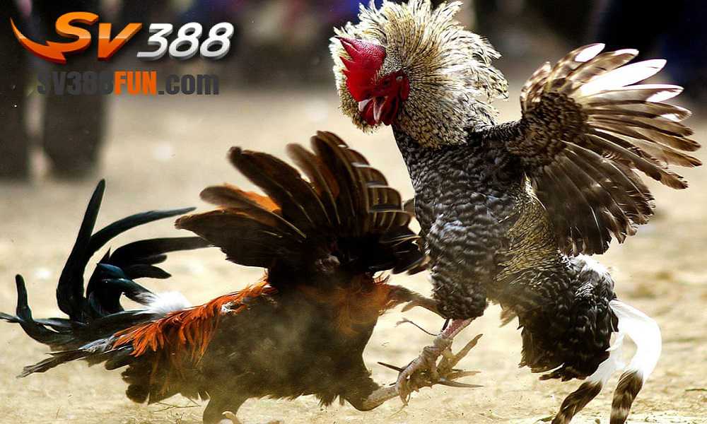 Một số câu hỏi thường gặp khi nạp tiền vào tài khoản Kc88 - Kc88