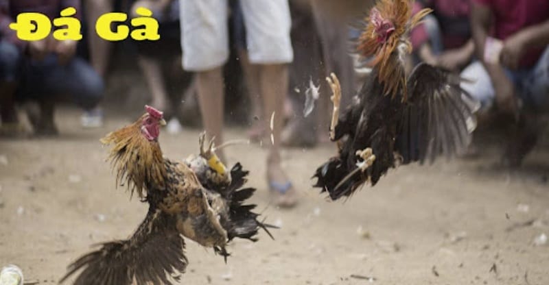 Bongdalu ra mắt dịch vụ - Bongdalu