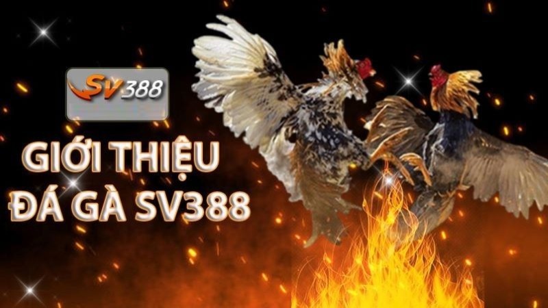 Tôi cần làm gì để đăng ký trở thành thành viên của 98Win? - 98Win